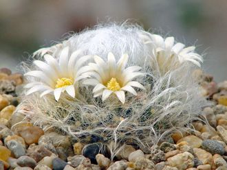 Mammillaria albicoma P 485 - 5 семян