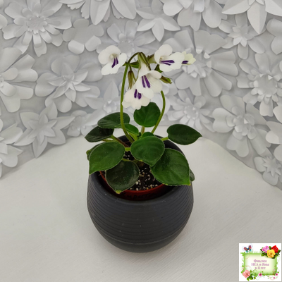 Deinostigma tamiana (Primulina tamiana (примулина тамиана))