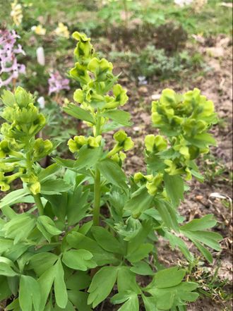 Corydalis bracteata “Зелёный Сон”