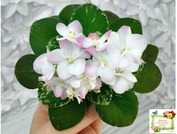 ЕЛ-Мама Леночка (Л. Еременко) (сортовой стартер)