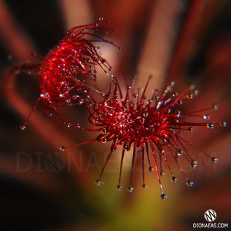 Drosera "Paradoxa"