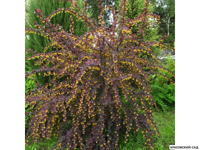 Барбарис Суперба - Superba