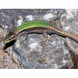 Кавказская ящерица (Darevskia caucasica)