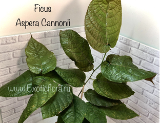 Фикусы - Ficus aspera cannonii / Фикус Аспера Канони