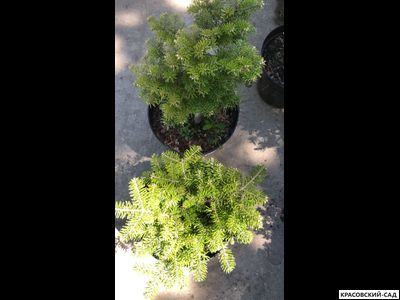 Пихта одноцветная - фото летом - красовский-сад.рф