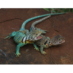 Игуана ошейниковая пустынная