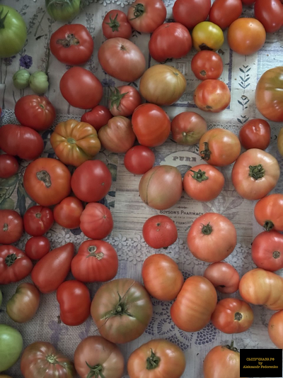 чернозем урожай