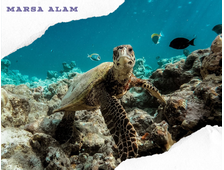 SEA TRIP TO MARSA MUBARAK - SNORKLING TOUR FROM MARSA ALAM