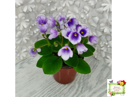 ЛЕ-Котенок Гав (Е. Лебецкая)