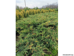 Можжевельник Блю энд Голд - Blue and Gold