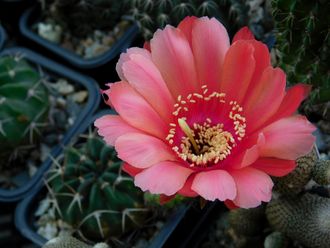 Echinopsis hybrid X obrepanda - 5 семян