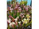 Семена Sarracenia MIX