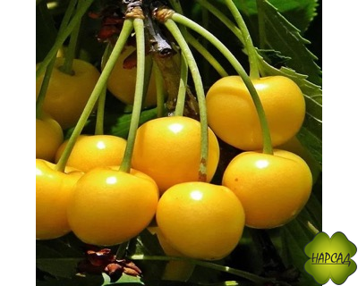 ЧЕРЕШНЯ "ЧЕРЕМАШНАЯ" (саженец 3 года, низкорослый подвой клоновый)