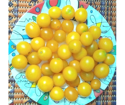 Томат Летнее солнце