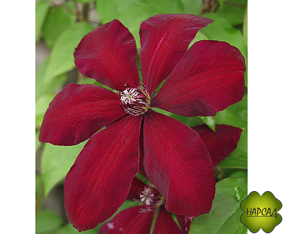 Клематис "Westerplatte" (Вестерплатте)