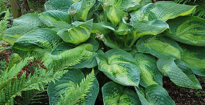 Хоста Alligator Alley