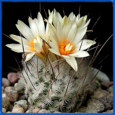 Turbinicarpus dickisoniae PP 215