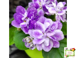 АВ-В Краю Единорогов (Фиалковод) 2020 г.