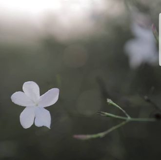 Жасмин абсолют | Jasminum grandiflorum, L.