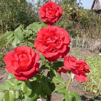 Артур Тосканини (Arturo Toscanini), Meilland