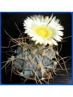 Astrophytum crassispinoides