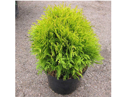 Туя Мириам (Mirjam), 2,0 л.