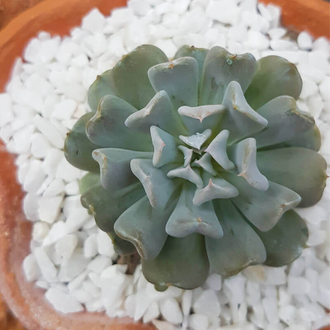 Эхеверия Кубик Фрост  - Echeveria Cubic Frost,  Эхеверия Кубический Мороз