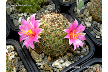 Mammillaria oliviae 