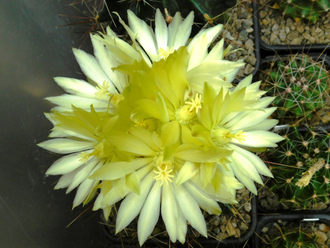 Hamatocactus hamatocanthus - 5 семян