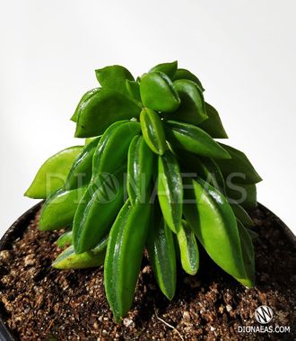 Peperomia dolabriformis - Пеперомия долотовидная