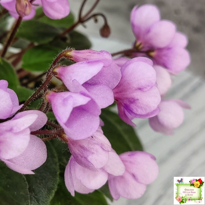 Flashy Trail (H.Pittman) TX Hyb трейлер