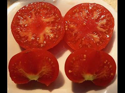 Томат 1884 фиолетовый (1884 Purple, Канада)