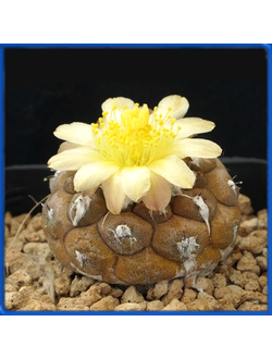 Copiapoa hypogaea WM 148