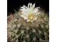 Echinofossulocactus albatus - 5 семян