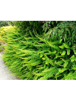 Барбарис Тунберга Green Carpet