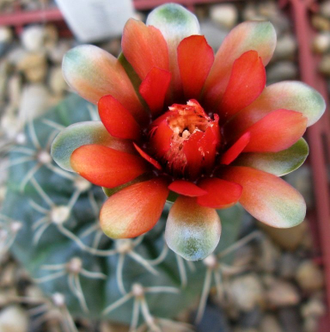 Gymnocalycium baldianum aff.VG-569 - 10 семян