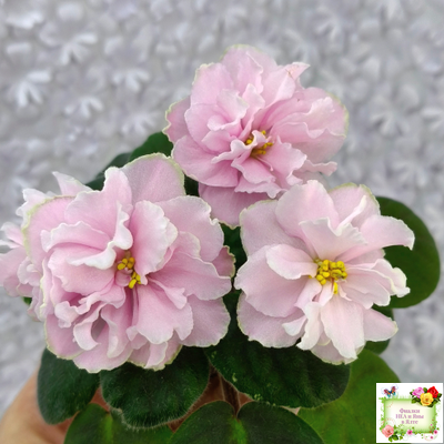 АВ-Амур и Розы (Фиалковод) 2023 г.