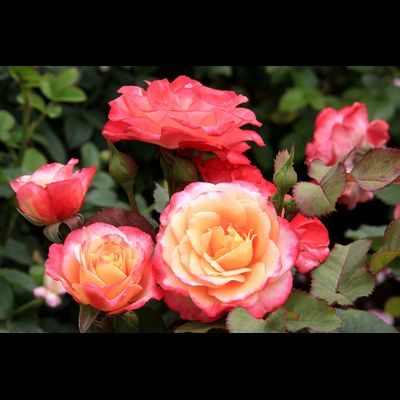 Марсель ан Флёр (Marceille en Fleurs)