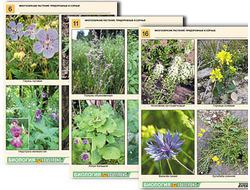 Комплект таблиц по ботанике раздат. "Многообразие растений. Придорожные и сорные" (16 шт., А4, лам)