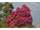 Рододендрон древесный (Rhododendron anthopogon), цветки, 10 г - 100% натуральное эфирное масло