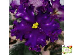 МТ-Моя Вселенная (М. Тотиева) 2023 г.