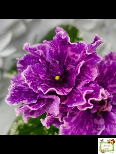 SV-Космические Ежи (С. Суворова) 2021 г.