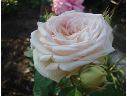 Мадам Анизет (Madame Anisette)