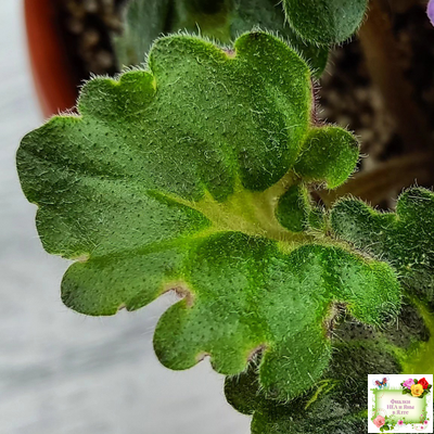 Skagit Victory Trails (W. Lindstrom)  (5659) 01/30/1984 трейлер