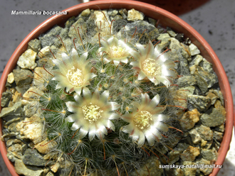 Mammillaria bocasana (D=35-40mm)