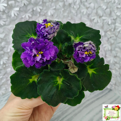 ДВ-Елена Прекрасная (Д. Лягина) 2024 г.