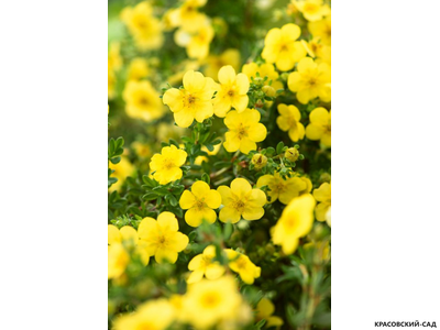 Лапчатка кустарниковая Кэтрин Дьюкс