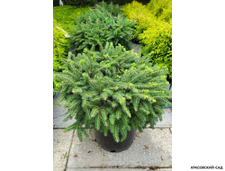 Ель обыкновенная Элеганс - фото в ландшафте - красовский-сад.рф