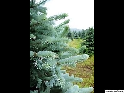 Ель колючая Аризона Кейбаб - фото хвои - красовский-сад.рф