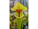 Sarracenia Oreophila x leucophylla